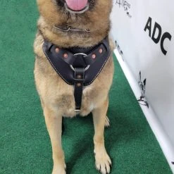 Leather Heavy Duty Mobility Harness -Puppy`s Store 0010 86576.1666639053