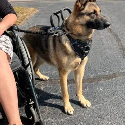 Leather Heavy Duty Mobility Harness -Puppy`s Store 004 61615.1666639053