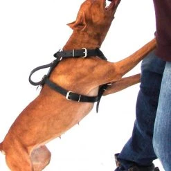 Bite Suit Wedge With Handles 6x10 7 Bite Suit Wedge With Handles 6x10 -Puppy`s Store 00713113 100 full 20513.1652094060