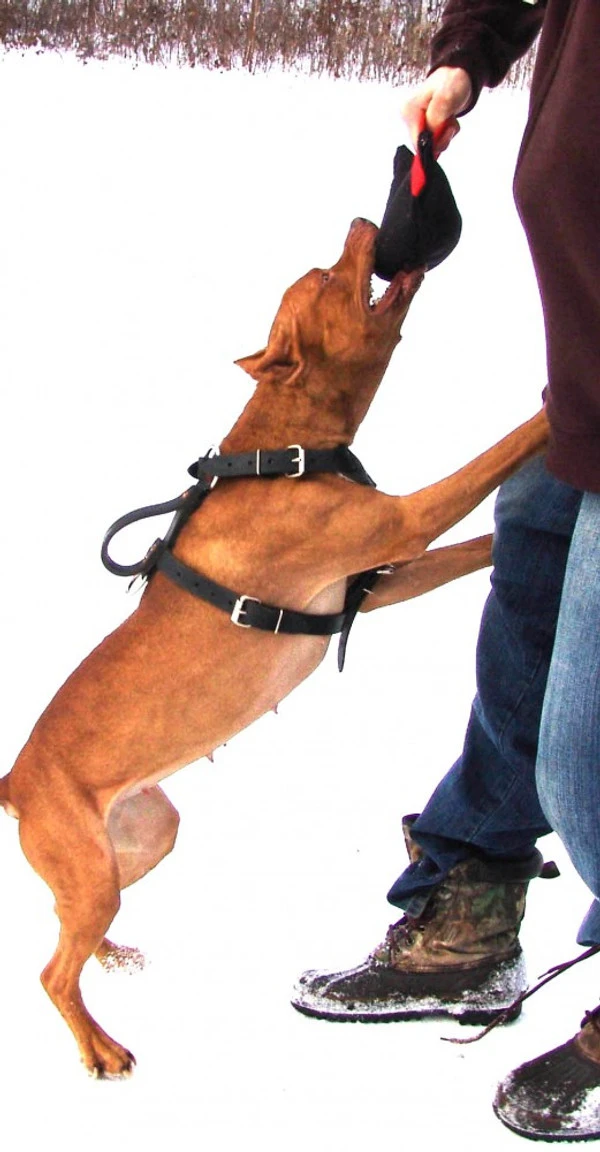 Bite Suit Wedge With Handles 6x10 4 Bite Suit Wedge With Handles 6x10 - Image 4