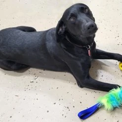 Fur Bungee W/Foam Ball Tug -Puppy`s Store 073303 5 full 23619.1638911545