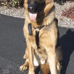 Nylon Tracking Dog Harness -Puppy`s Store 207086 5 full 99334.1638911362