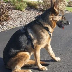 Nylon Tracking Dog Harness -Puppy`s Store 207086 7 full 75512.1638911368