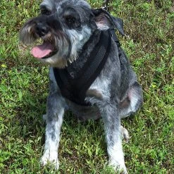 ActiveDogs Fleece No Pull Dog Harness -Puppy`s Store 273050 13 full 07088.1646860328