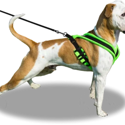 ActiveDogs Fleece No Pull Dog Harness -Puppy`s Store 273050 16b full 55428.1646860328