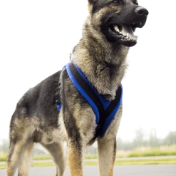 ActiveDogs Fleece No Pull Dog Harness -Puppy`s Store 273050 18 full 75179.1645445212