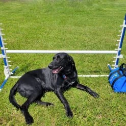 Agility Low-Gravity Medium Sand Bag Holds 20# -Puppy`s Store 350755 18 full 76121.1638911533