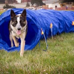Agility Dog Tunnel W/ Carry Bag -Puppy`s Store 3520515 09952.1638911378