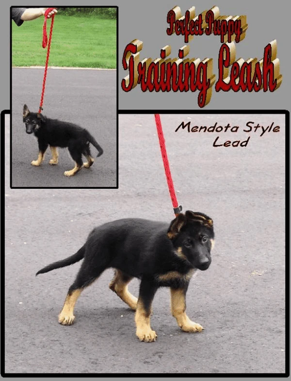 Heavy Nylon Mendota Slip Leash 2 Heavy Nylon Mendota Slip Leash - Image 2