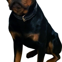 Center D-Ring Leather Dog Collar 1.5" -Puppy`s Store 401615 Jasper2 full 48654.1638911412