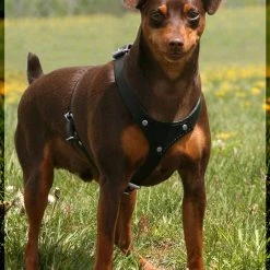 Small Dog Heavy Duty Leather Harness -Puppy`s Store 401711dog1 full 54858.1638911411