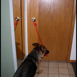 Open Command Training Rope -Puppy`s Store 401718 3 full 33953.1638911400