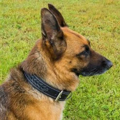 Braided Leather Dog Collar 1.5" -Puppy`s Store 401726BK 5 full 55441.1638911442