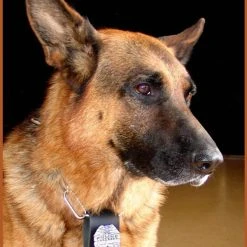 Leather K9 Badge Holder -Puppy`s Store 404700AD3 33048.1638911352