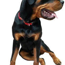 Service Dog Collar W/ Chrome Service Dog ID Tag 15 Service Dog Collar W/ Chrome Service Dog ID Tag -Puppy`s Store 407018 4 full 24891.1638911472