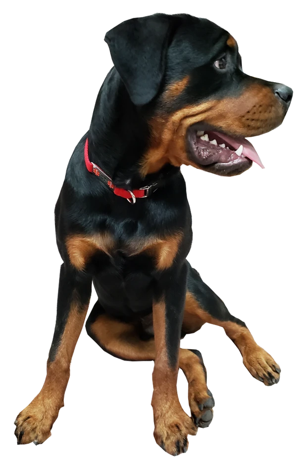 Service Dog Collar W/ Chrome Service Dog ID Tag 4 Service Dog Collar W/ Chrome Service Dog ID Tag - Image 4