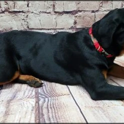 Service Dog Collar W/ Chrome Service Dog ID Tag 20 Service Dog Collar W/ Chrome Service Dog ID Tag -Puppy`s Store 407018 9 full 37695.1638911483