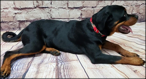 Service Dog Collar W/ Chrome Service Dog ID Tag 9 Service Dog Collar W/ Chrome Service Dog ID Tag - Image 9