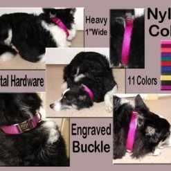 Nylon Dog Collars - 1" -Puppy`s Store 407028AD1 19190.1638911384