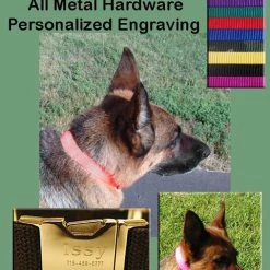 Nylon Dog Collars - 1" -Puppy`s Store 407028AD2 86814.1638911388