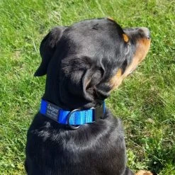 Personalized ID Nylon Dog Collar - 1" 24 Personalized ID Nylon Dog Collar - 1" -Puppy`s Store 407035 12 full 68515.1647863650