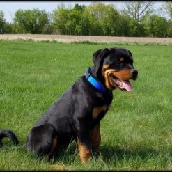 Personalized ID Nylon Dog Collar - 1" 17 Personalized ID Nylon Dog Collar - 1" -Puppy`s Store 407035 3 full 03624.1647863650