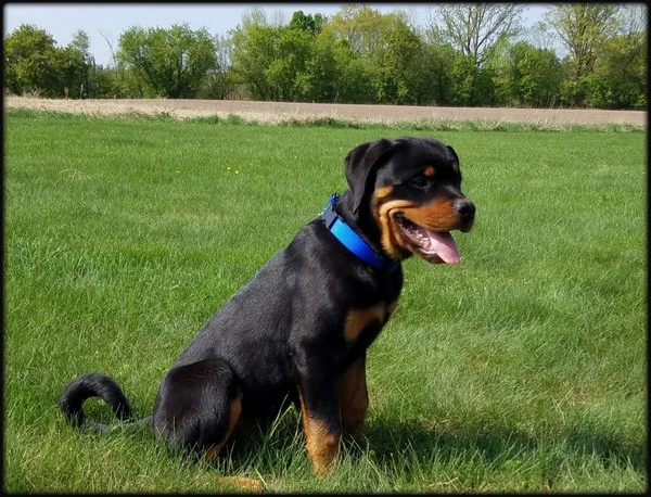 Personalized ID Nylon Dog Collar - 1" 5 Personalized ID Nylon Dog Collar - 1" - Image 5