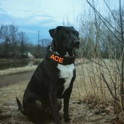 Custom ID Patch Dog Collar -Puppy`s Store 407081 1 full 74447.1638911468