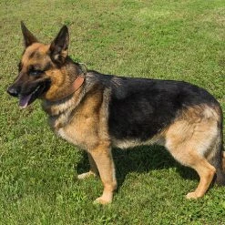 CaliberDog Leather Dog Collar 1.5" -Puppy`s Store 424242 5 full 54474.1638911433