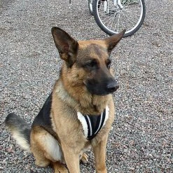 Hundcycler Padded Dog Harness -Puppy`s Store 500100H 5 full 59232.1638911380