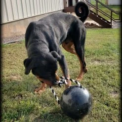 Muscle Building & Exercise Dog Ball W/ Rope -Puppy`s Store 507050 26 full 71296.1638911397