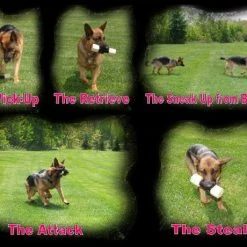 Neoprene Wrapped Training Dumbbell -Puppy`s Store 509013AD2 19308.1638911374