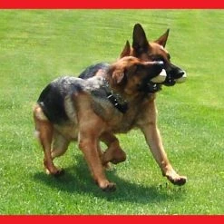 Neoprene Wrapped Training Dumbbell -Puppy`s Store 509013AD4 26732.1638911381