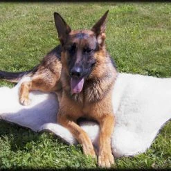 Orthopedic Hi-Loft Sherpa Fleece Dog Beds -Puppy`s Store 602100 4 full 27695.1653305074