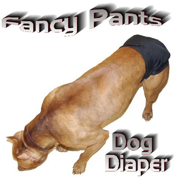 Fancy Pants Dog Diaper 7 Fancy Pants Dog Diaper - Image 7