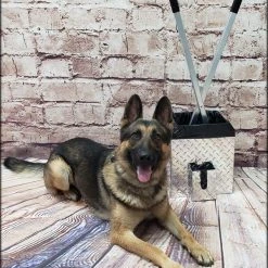 The Best Ever Poop Scooper Storage & Disposal Bucket -Puppy`s Store 607111 5 full 02390.1651838147