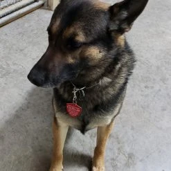 Service Dog Engraved Travel ID Tag -Puppy`s Store 701213 21 full 15700.1644842129