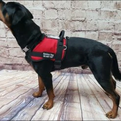 Form Fitted Service Dog Active Cut Vest -Puppy`s Store 70301 119 full 32437.1644234044