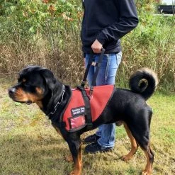 Rigid Clip-On Service Dog Bridge Handle W/Chrome Service Dog ID Band - 12" -Puppy`s Store 704501 4 full 36129.1638911496