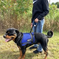 Rigid Clip-On Service Dog Bridge Handle W/Chrome Service Dog ID Band - 12" -Puppy`s Store 704501 7 full 04459.1638911501