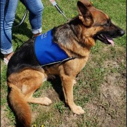 Custom Logo/Text Service Dog Starter Cape -Puppy`s Store 707510 7 full 96316.1644616721