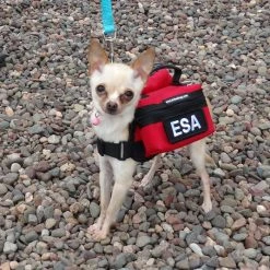 Small Dog Backpack Vest -Puppy`s Store 707524 19 full 49599.1638911459