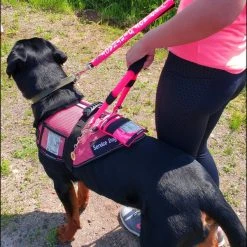 Mesh Vest With Handle & Clear ID Pocket -Puppy`s Store 707527 108 full 01956.1655118351