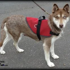 Mesh Vest With Handle & Clear ID Pocket -Puppy`s Store 707527 4 full 69795.1655118350