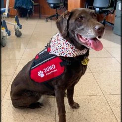 Custom Logo Butterfly Dog Cape -Puppy`s Store 707528 100 full 07596.1638911490