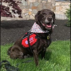 Custom Logo Butterfly Dog Cape -Puppy`s Store 707528 101 full 90710.1638911481