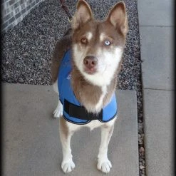 Dog In Training - Do Not Distract Jacket/Vest -Puppy`s Store 707529 5 full 39128.1643828157