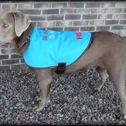 Dog In Training - Do Not Distract Jacket/Vest -Puppy`s Store 707529 7 full 00056.1643828157