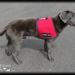 Service Dog ID Cape Vest + Free ADA Federal Law Cards -Puppy`s Store 707532 16 full 06714.1638911470