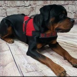 Chest Strap Identification Cover - All Colors - Custom Text -Puppy`s Store 707535 13 full 46808.1638911497